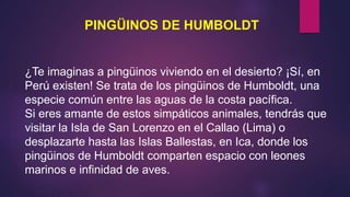 PINGÜINOS DE HUMBOLDT
¿Te imaginas a pingüinos viviendo en el desierto? ¡Sí, en
Perú existen! Se trata de los pingüinos de Humboldt, una
especie común entre las aguas de la costa pacífica.
Si eres amante de estos simpáticos animales, tendrás que
visitar la Isla de San Lorenzo en el Callao (Lima) o
desplazarte hasta las Islas Ballestas, en Ica, donde los
pingüinos de Humboldt comparten espacio con leones
marinos e infinidad de aves.
 