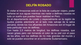 DELFÍN ROSADO
Si visitar el Amazonas está en la lista de cualquier viajero, poder
bañarse en sus aguas mientras ves nadar a delfines rosados es
todo un sueño que puedes hacer realidad en Perú.
En el departamento de Loreto y especialmente en la región de
Iquitos podrás adentrarte en el lado más salvaje de la selva
peruana, donde los ríos afluentes del Amazonas son el hogar de
esta particular raza de delfines.
Con hasta 2,5 metros de longitud, los delfines rosados, que
nacen grises pero van tornando el color de su piel con el paso
de los años, son los delfines de río más grandes del mundo y
solo se pueden encontrar en el continente Sudamericano.
 
