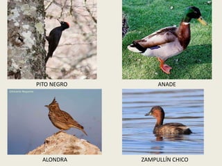 PITO NEGRO ANADE
ALONDRA ZAMPULLÍN CHICO