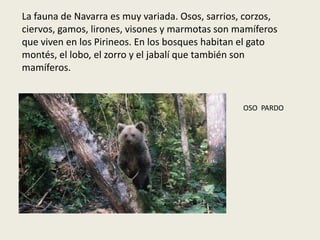 La fauna de Navarra es muy variada. Osos, sarrios, corzos,
ciervos, gamos, lirones, visones y marmotas son mamíferos
que viven en los Pirineos. En los bosques habitan el gato
montés, el lobo, el zorro y el jabalí que también son
mamíferos.
OSO PARDO