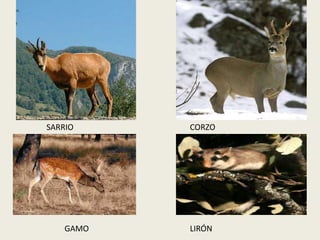 SARRIO CORZO
GAMO LIRÓN