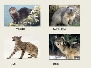 VISONES MARMOTAS
LINCE LOBO