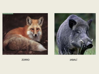 ZORRO JABALÍ