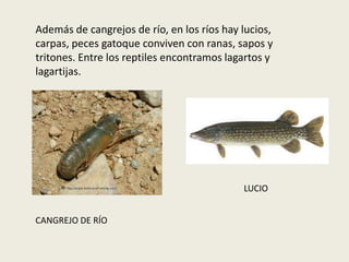 Además de cangrejos de río, en los ríos hay lucios,
carpas, peces gatoque conviven con ranas, sapos y
tritones. Entre los reptiles encontramos lagartos y
lagartijas.
LUCIO
CANGREJO DE RÍO