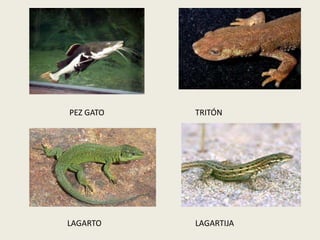 PEZ GATO TRITÓN
LAGARTO LAGARTIJA