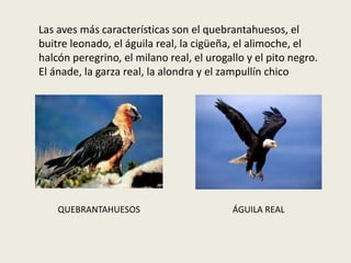 Las aves más características son el quebrantahuesos, el
buitre leonado, el águila real, la cigüeña, el alimoche, el
halcón peregrino, el milano real, el urogallo y el pito negro.
El ánade, la garza real, la alondra y el zampullín chico
QUEBRANTAHUESOS ÁGUILA REAL