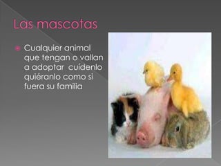    Cualquier animal
    que tengan o vallan
    a adoptar cuídenlo
    quiéranlo como si
    fuera su familia
 