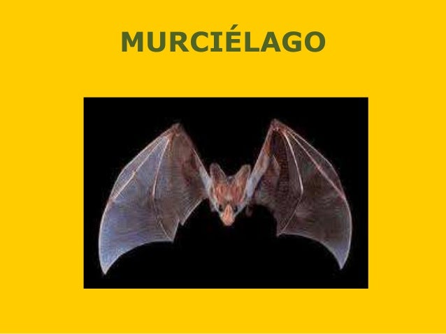 Animales Nocturnos