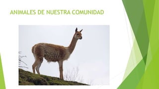 ANIMALES DE NUESTRA COMUNIDAD
 
