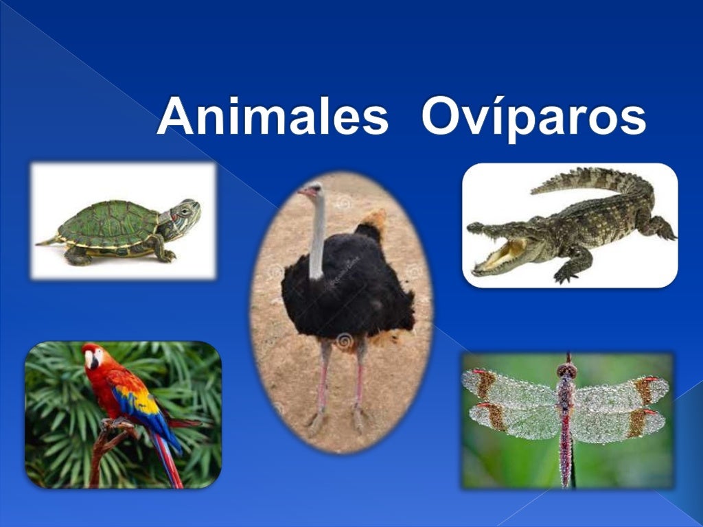 Animales oviparos