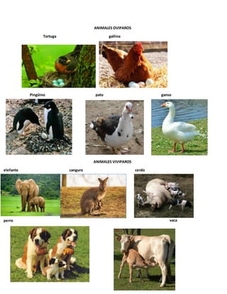 ANIMALES OVIPAROS
Tortuga gallina
Pingüino pato ganso
ANIMALES VIVIPAROS
elefante canguro cerdo
perro vaca
