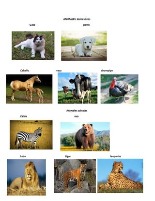 ANIMALES domésticos
Gato perro
Caballo vaca chompipe
Animales salvajes
Cebra oso
León tigre leopardo