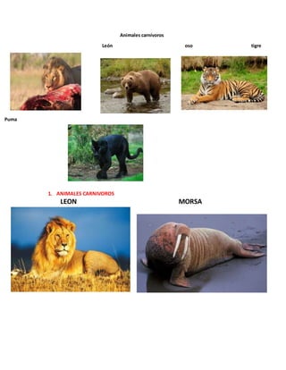 Animales carnívoros
León oso tigre
Puma
1. ANIMALES CARNIVOROS
LEON MORSA