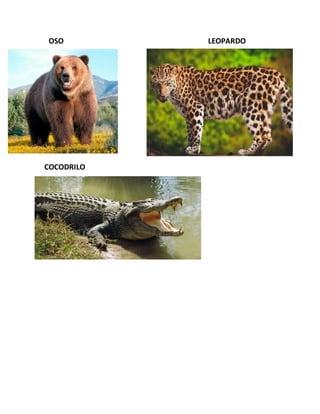 OSO LEOPARDO
COCODRILO
