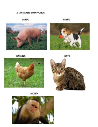 2. ANIMALES OMNIVOROS
CERDO PERRO
GALLINA GATO
MONO