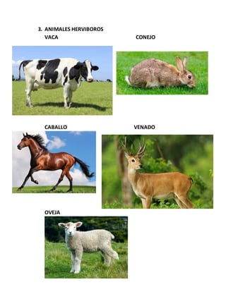 3. ANIMALES HERVIBOROS
VACA CONEJO
CABALLO VENADO
OVEJA