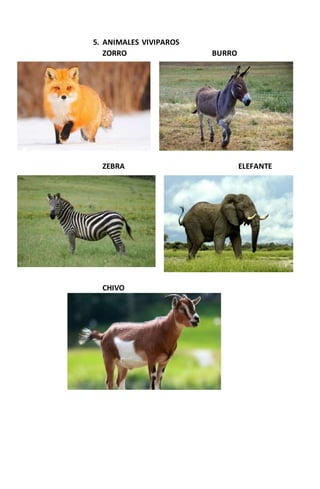 5. ANIMALES VIVIPAROS
ZORRO BURRO
ZEBRA ELEFANTE
CHIVO