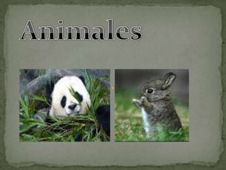 Animales 