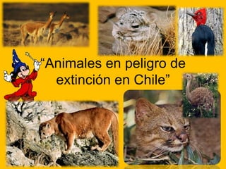 “Animales en peligro de
  extinción en Chile”
 
