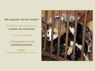 Até quando vamos matar? Sacrifícios em massa nos  centros de zoonoses ( as carrocinhas) ...Consequência da  superpopulação Confira : www.eugostodebicho.com.br 