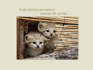 Todo animal doméstico  precisa de um lar ... 
