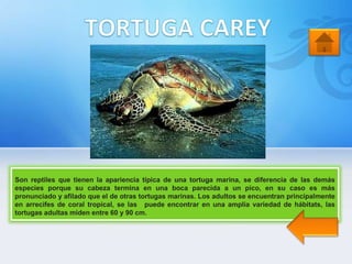 Son reptiles que tienen la apariencia típica de una tortuga marina, se diferencia de las demás
especies porque su cabeza termina en una boca parecida a un pico, en su caso es más
pronunciado y afilado que el de otras tortugas marinas. Los adultos se encuentran principalmente
en arrecifes de coral tropical, se las puede encontrar en una amplia variedad de hábitats, las
tortugas adultas miden entre 60 y 90 cm.
 