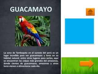 La zona de Tambopata en el sureste del perú es un
lugar increíble para ver guacamayos y loros en su
hábitat natural. entre otros lugares para verlos, aquí
se encuentran las colpas más grandes del amazonas,
donde cientos de guacamayos, amazonas y otros
loros vienen a alimentarse cada día.
 