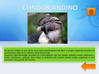 El cóndor andino es una de las aves más representativa del Perú y un gran atractivo turístico. Si
no hacemos nada no lo veremos volar nunca más.
Expertos internacionales reunidos en Lima pidieron que los países andinos sumen esfuerzos y
tomen decisiones políticas para evitar la extinción del cóndor andino (vultur gryphus), el ave
carroñera más grande del mundo.
 