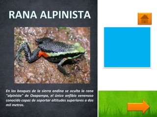 En los bosques de la sierra andina se oculta la rana
"alpinista" de Oxapampa, el único anfibio venenoso
conocido capaz de soportar altitudes superiores a dos
mil metros.
 