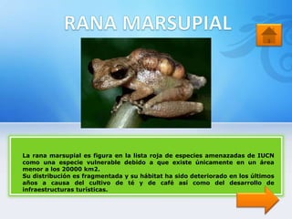 La rana marsupial es figura en la lista roja de especies amenazadas de IUCN
como una especie vulnerable debido a que existe únicamente en un área
menor a los 20000 km2.
Su distribución es fragmentada y su hábitat ha sido deteriorado en los últimos
años a causa del cultivo de té y de café así como del desarrollo de
infraestructuras turísticas.
 