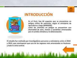 INTRODUCCIÓN
El estudio fue realizado por investigadores peruanos y extranjeros entre el 2010
y 2013, que concluyeron que una de las regiones más amenazadas es Huánuco
y toda la selva central.
En el Perú, hay 64 especies que se encuentran en
peligro crítico de extinción, según el ministerio de
agricultura y riego (MINAGRI).
entre los animales en peligro se encuentran una
diversidad de aves, monos y cocodrilos amenazados
por el cambio climático y la deforestación.
 