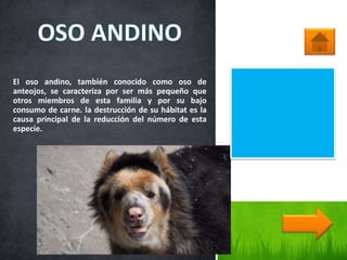 El oso andino, también conocido como oso de
anteojos, se caracteriza por ser más pequeño que
otros miembros de esta familia y por su bajo
consumo de carne. la destrucción de su hábitat es la
causa principal de la reducción del número de esta
especie.
 