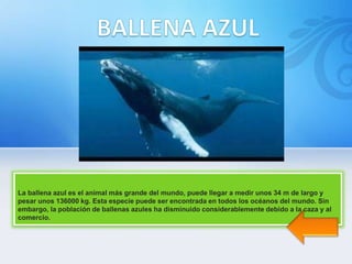 La ballena azul es el animal más grande del mundo, puede llegar a medir unos 34 m de largo y
pesar unos 136000 kg. Esta especie puede ser encontrada en todos los océanos del mundo. Sin
embargo, la población de ballenas azules ha disminuido considerablemente debido a la caza y al
comercio.
 