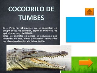 En el Perú, hay 64 especies que se encuentran en
peligro crítico de extinción, según el ministerio de
agricultura y riego (MINAGRI).
entre los animales en peligro se encuentran una
diversidad de aves, monos y cocodrilos amenazados
por el cambio climático y la deforestación.
 