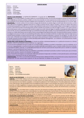CONDOR ANDINO
Reino : Animal
Phylum : Cordados
Clase : Aves
Orden : Ciconiiformes
Familia : Cathartidae
Especie : Vultur gryphus
GRUPO AL QUE PERTENECE.- La NUTRIA DEL NOROESTE a la grupo de las MUSTELIDAE.
HABITAD,. La serranía esteparia. El cóndor andino es unave totalmente social, se le ha vistocomiendo en grupos de hasta sesenta de
ellos integrados por jóvenes y adultos;también se le ha vistocomiendo con otras especies de carroñeros como buitres americanos.
Generalmente se le ve volando engrupos alrededor de las montañasyes comúnver a más de unodescansando en el mismo lugar.
DESCRIPCION.- El cóndor andinoes el ave voladora másgrande del planeta, los adultos llegana medir hasta 142 cm de altura y entre
270 y 330 cm de envergadura, llegando a pesar de 11 a 15 Kg los machos yde 8 a 11 Kg las hembras. Poseen la cabeza desnuda y
relativamente pequeña enrelaciónconsu cuerpo, es generalmente rojiza, peroel mismo puede cambiar sutono segúnsu estado de
ánimo;su pico tiene la punta enforma de gancho yposee unborde muycortante. Sus alassonlargas y anchas, y sus patas poseen
uñas cortas ypoco curvas, lo que le permite marchar ysujetar la carroña. Antesde llegar a la adultez, el plumaje de ambos sexos es de
color marrón, el cual va cambiando hasta legar al característicoplumaje negro-azulado. Una ancha banda blanca resalta en el dorso de
las alas yun nítido collar blancosemi cerrado al frente, estoprotege la desnuda piel delcuello. Presenta dimorfismosexual, la cresta y
los pliegues enla cara yel cuello soncaracterísticos del macho, estos vancreciendoconforme a la edad. Estos alcanzan mayor peso y
tamaño que las hembras, sus ojos sonde color café. Las hembrasno poseencrestas pero si poseen los pliegues, sus ojos son de
color rojizo. Utilizando las corrientes térmicas, vuela a gran altura yplanea por cientos de kilómetros sin necesidadde mover las alas;
el cóndor consume muypoca energía ysudenso plumaje puede soportar climasgélidos. Los cóndores son prácticamente mudos
al tener deformidad en la siringe
CAUSAS POR LA QUE PELIGRA SU EXISTENCIA.- El cóndor ha sufrido unalarmante descenso en su población durante las últimas
décadas, entre las principales causas tenemos las siguientes:
La creencia de los pobladores de que el cóndor es unanimal maligno; matabana unanimal y esperaban a que los cóndores se lo
comieran, luego golpeaban a muerte al cóndor que nopodía emprender vuelodebido a que su buche estaba lleno de alimento.
La pérdida del hábitat;cada año, un considerable porcentaje del territorio previamente disponible para el cóndor es ocupado
temporal o permanentemente por humanos.
El envenenamiento;en diferentes países los pobladores acostumbran envenenar la carne de un animal muerto para que animales
como zorros y pumas mueran y no afecten sus ganados.
Yawar Fiesta (Fiesta de Sangre);una impactante celebraciónperuana enlaque atan uncóndor a untoro para dar pasoa una lucha que
finaliza con la muerte de uno de los contrincantes
CONSERVACIÓN.- En el Perú se creóla Reserva Nacional Pampa Galeras-BárbaraD´Achille, enla provincia de Lucanas, departamento
de Ayacucho. En esta reserva viven especies en vías de extinción, el cóndor es una de ellas.
CHINCHILLA
Reino : Animal
Phylum : Cordados
Clase : Mamalia
Orden : Rodentia
Familia : Chinchilldae
Especie : Chinchilladae brevicaudata
GRUPO AL QUE PERTENECE.- La chinchilla pertenece al grupo de las CHINCHILLDAE
HABITAD.- La chinchilla habita en lasPunas, es social. Sus colonias sonde unos 100 individuos, pudiendoalcanzar más de 500 y
extenderse sobre unárea de 100. Colonias aisladas forman una mega población, con frecuentes extinciones locales y
colonizaciones de otros hábitats aceptables. La densidad de poblaciónes de 4-5individuos/ha. El tamaño poblacional nofluctúa
entre años de baja o alta pluviosidad. Entre los predadoresestánel culpeo o zorrocolorado, que captura tanto adultos como
juveniles, yel búho magallánico o tucúquere, que preda principalmente a juveniles. Típicos hábitat son suelos rocosos o
arenosos con cobertura de duros arbustos espinosos, pocas hierbas, escasos cactus, y parches de bromeliáceas suculentos,
contra la costa.
DESCRIPCION.- Las chinchillas tienen unpelaje suave yfino, de coloración ceniciento, algoazuladoyel dorso más oscuro, gris
pálidoenel vientre ylas patasmás o menos blancas; de cabeza redondeada, hocico corto y la línea total del cuerpo; las
extremidades son delgadas ymuydiferenciadas, las anteriores soncortas y provistas de cincodedos ylas posteriores son largas,
con tarsos y sólo cuatro de dos, de los cuales el interior es muy reducido.
CAUSAS POR LA QUE PELIGRA SU EXISTENCIA.- Las chinchillas son buscadas por la industria peletera desde 1950, para
convertirlasen abrigos, gorros, bolsos yotros accesorios. En nuestropaís, en el año 1992, la población de esta especie no
superaba los 6.000 ejemplares. Las pieles se obtienende animalesde 10 meses de edad, aproximadamente. La cosecha se
efectúa entre julio ydiciembre, siendo loóptimoenprimavera ylamásinadecuada enmarzo yabril. Las pieles se exportan en
forma cruda, es decir, que una vezcosechadas se dejansecar a temperatura ambiente ya la sombra, para posteriormente ser
trasladadas y conservadas en cámara fría.
CONSERVACIÓN.- Las poblaciones de chinchillashansidodiezmadas por efectos de la caza, a tal extremo, que probablemente
la especie se ha extinguidoenel Perú. Sin embargose ha comprobado que aúnexisten algunas;peroque son las especies más
cotizadasentre los animalesde industrialización peletera, por la longitudycalidad de su pelaje. Incluida en el Apéndice I del
CITES. Amparada por la ley9147 del 14 de junio de 1940, que prohíbe su caza en forma absoluta. Considerada en vías de
extinción de acuerdoa la R.M. 1082-90-AG. En la probableárea de la distribución de la especie, se ha establecido una Unidad
deConservación; hablamos pues del Parque Nacional de Huascarán.
 