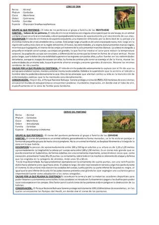 LOBO DE CRIN
Reino : Animal
Phylum : Cordados
Clase : Mamiferos
Orden : Catnivoros
Familia : Canidae
Especie : Chysocyon braxhyuruspheniscus
GRUPO AL QUE PERTENECE.- El lobo de rio pertenece al grupo o familia de las MUSTELIDAE
HABITAD.- Sabana de las palmeras, El lobode crin nose relaciona conninguna otra especie que no sea lasuya, es un animal
solitario al que nose le ve enmanadas, soloenparejasdurante la época de apareamiento y el crecimiento de sus crías.
DESCRIPCION El lobode crintiene es de aspectocorpulento,una impresión reforzada por la densidad de su pelaje y la
distintiva melena de crines alrededor de su cuerpo. Este pelaje largo ytupido es de color anaranjadorojizo, más largo en la
regióndel cuelloymás claro en la región delvientre. El hocico, las extremidades, yla espina dorsal presentanmarcas negras,
mientrasque la garganta, el interior de las orejas yel extremode la cola presentanmanchas blancas. La cabeza es alargada y
pequeña enrelación conel cuerpo, sus orejasson grandes, lo que facilita irradiar el calor para reducir la temperatura
corporal, las pupilasde sus ojos soncirculares, a diferencia de los zorros que las tienen en forma de elipse vertical. Posee
patas largas, que lodotan de una visibilidadsuperior enlasregiones conpastos altos, yuñas fuertes en las extremidades
delanteras, aunque es incapaz de excavar con ellas. Su forma de caminar yde correr se asemeja al de la hiena, mueve las
extremidades de unmismo lado, loque le permite ahorrar energía y recorrer grandes distancias. Recorre los mismos
senderos de ida y vuelta.
CAUSAS POR LA QUE PELIGRA SU EXISTENCIA.- El lobode crinha padecido extensamente la captura con el fin de usar su
pelaje para elaborar cojines, mantas yadornar monturasde caballos. Debidoa la superstición que lo asimila al lobizón u
hombre lobo ha padecidoextensamente la caza. Otra de las amenazas que atentan contra su vida es la transmisión de
enfermedades exóticas que lo ha mermado considerablemente..
CONSERVACIÓN.- Hoyen día, el Parque Nacional Bahuaja- Sonene protege unárea de1¶091,416 hectáreas de ecosistemas
únicos enel mundo;en esta granárea se encuentran praderas inundables tropicales, en donde vive el lobo de crin,
específicamente en la zona de Tambo pata-Candamo.
.
CIERVO DEL PANTANO
Reino : Animal
Phylum : Cordados
Clase : Mamiferos
Orden : Artiodactyla
Familia : Cervidae
Especie : Blastocerus cichotomus
GRUPO AL QUE PERTENECE.- El ciervo del pantano pertenece al grupo o familia de las CERVIDAE
HABITAD.- El ciervo del pantanoes unanimal solitario, generalmente no forma manadas, se le ha visto en parejas o
formandopequeños grupos de hasta cinco ejemplares. No es unanimal territorial, se desplaza libremente a lolargode la
zona en la que habita.
DESCRIPCION Su pesoes de aproximadamente entre 100 y 150 kg en adultos y su altura es de 1,10 y 1,20 metros
aproximadamente. La longitudde la cabeza yel cuerpo varía entre 1,80 y1,90 metros. Es un ciervo más grande que se
puede encontrar en Sudamérica, de formas esbeltas, con una cornamenta importante, conociéndose casos que, como
excepción, presentaron hasta 28 y29 puntas. La cornamenta, sobre todoenlos machos es elementode ataque y defensa
que los engloba en la categoría de cérvidos, mide unos 55 a 60 cm.
Y está muydesarrollada. Aunque predominan ejemplarescon la cornamenta de cuatro puntas, con una ramificación
doble hacia adelante yotra igual hacia atrás. El pelaje es largo, de color rojoleonadoenverano yalgomás pardodurante
el invierno. Es de untono más claroenlos costados del cuerpo, cuelloypecho. La parte inferior de laspatas es negra, al
igual que la cara inferior de la cola. En las patas traseras presenta unas glándulas que segregan una sustancia gra sa
impermeabilizante como adaptación a las zonas anegadas..
CAUSAS POR LA QUE PELIGRA SU EXISTENCIA Es cazadopor la carne yla piel. Lo matanlos cazadores deportivos para
poder llevarse sucornamenta comotrofeo. Estos cazadores se introducen furtivamente o pagana los dueños para poder
cazar esta especie enlos campos. Otro factor por el cual el ciervo de los pantanos está enpeligroes la destrucción de su
hábitat.
CONSERVACIÓN.- El Parque NacionalBahuaia-Sonene protege estrictamente 1091,416hectáreas de ecosistemas, en las
cuales se encuentra las Pampas del Heath, en donde vive el ciervo de los pantanos.
.
 