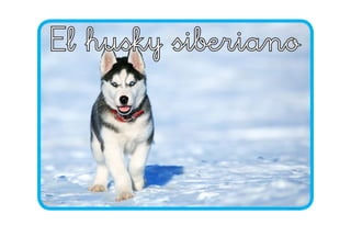 El husky siberiano
twinkl.com
 