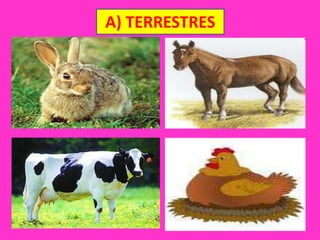 Animales por el medio donde viven 1º | PPTX