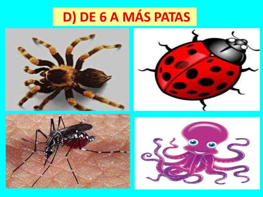 Animales por el nº de patas 1º