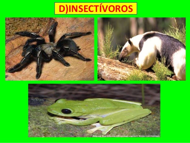 Animales Por Su Alimentacion 1º
