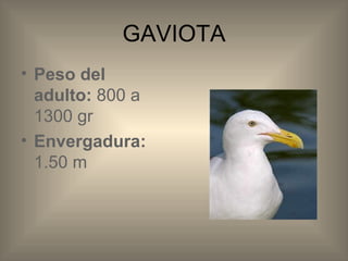 GAVIOTA Peso del adulto: 800 a 1300 gr Envergadura: 1.50 m
