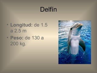 Delfín Longitud: de 1.5 a 2.5 m Peso: de 130 a 200 kg.