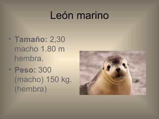 León marino Tamaño: 2,30 macho 1.80 m hembra. Peso: 300 (macho) 150 kg. (hembra)