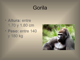 Gorila Altura: entre 1.70 y 1.80 cm Peso: entre 140 y 180 kg
