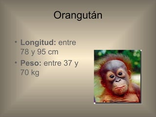 Orangután Longitud: entre 78 y 95 cm Peso: entre 37 y 70 kg