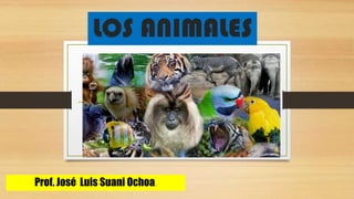 LOS ANIMALES
Prof. José Luis Suani Ochoa.
 