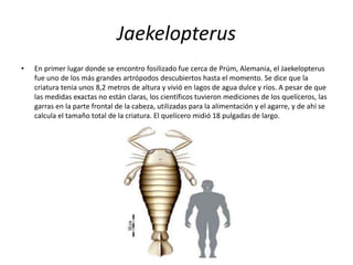 Jaekelopterus
• En primer lugar donde se encontro fosilizado fue cerca de Prüm, Alemania, el Jaekelopterus
fue uno de los más grandes artrópodos descubiertos hasta el momento. Se dice que la
criatura tenia unos 8,2 metros de altura y vivió en lagos de agua dulce y ríos. A pesar de que
las medidas exactas no están claras, los científicos tuvieron mediciones de los quelíceros, las
garras en la parte frontal de la cabeza, utilizadas para la alimentación y el agarre, y de ahí se
calcula el tamaño total de la criatura. El quelícero midió 18 pulgadas de largo.
 
