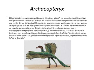 Archaeopteryx
• El Archaeopteryx, a veces conocido como “el primer pájaro”, es, según los científicos el ave
más primitiva que jamás haya existido. La criatura vivió durante el período Jurásico tardío en
una región del sur de la actual Alemania, en un momento en que Europa no era más que un
archipiélago de islas. Se dice que el animal prehistórico tenía el tamaño de la urraca común
de hoy día, aproximadamente 1,6 pies de longitud. Sin embargo, aunque que el
Archaeopteryx era pequeño, lleno de plumas, y parecía inofensivo, la criatura en realidad
tenía alas muy grandes y afilados dientes como maquinillas de afeitar. También tenía garras
situadas en las patas. Las garras del dedo del pie eran híper-extensibles, algo conocido como
la “garra de matar’.
 
