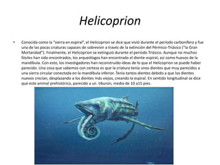 Helicoprion
• Conocida como la “sierra en espiral”, el Helicoprion se dice que vivió durante el período carbonífero y fue
una de las pocas criaturas capaces de sobrevivir a través de la extinción del Pérmico-Triásico (“la Gran
Mortandad”). Finalmente, el Helicoprion se extinguió durante el período Triásico. Aunque no muchos
fósiles han sido encontrados, los arqueólogos han encontrado el diente-espiral, así como huesos de la
mandíbula. Con esto, los investigadores han reconstruido ideas de lo que el Helicoprion se puede haber
parecido. Una cosa que sabemos con certeza es que la criatura tenía unos dientes que muy parecidos a
una sierra circular conectada en la mandíbula inferior. Tenía tantos dientes debido a que los dientes
nuevos crecían, desplazando a los dientes más viejos, creando la espiral. En sentido longitudinal se dice
que este animal prehistórico, parecido a un tiburon, media de 10 a15 pies.
 