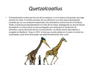 Quetzalcoatlus
• El Quetzalcoatlus se dice que fue uno de los mayores, si no la criatura más grande, que vago
siempre los cielos. El nombre proviene de una referencia a un dios azteca Quetzalcoatl,
conocido por ser una serpiente emplumada. Este prehistórico animal vivió en el Cretácico
Tardío, el pterosaurio pterodactyloid era el Rey de los Cielos, desplegando sus alas de 36 pies
de longitud. La criatura tenía un pico puntiagudo, que utilizó para la recolección de
alimentos, a pesar del hecho de que no tenía dientes. Los fósiles fueron descubiertos y
recogidos en Big Bend , Texas en 1971. Se dice que cuando estaba en el suelo, el animal era
cuadrúpedo, y que tenía tanto poder que podía directamente alzar vuelo.
 